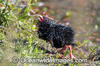 Purple Swamphen chick Photo - Gary Bell