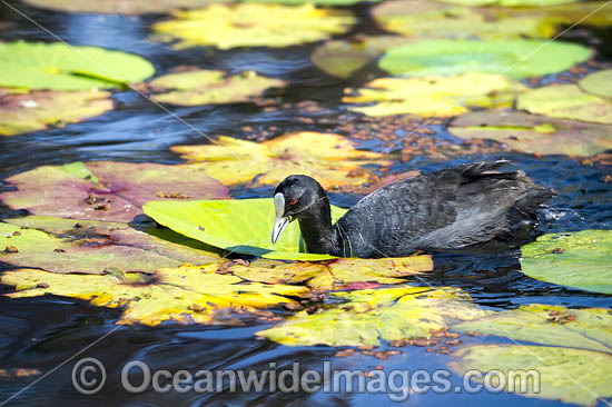 Eurasian Coot photo Eurasian Coot photo