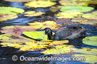 Eurasian Coot Photo - Gary Bell