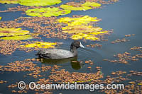 Eurasian Coot Photo - Gary Bell