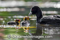Eurasian Coot chicks Photo - Gary Bell