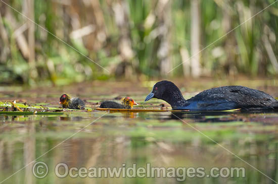 Eurasian Coot chicks photo Eurasian Coot chicks photo