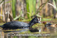 Eurasian Coot Fulica atra Photo - Gary Bell