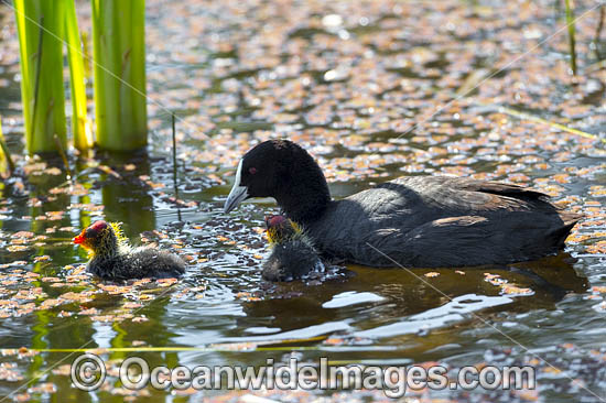 Eurasian Coot chicks photo Eurasian Coot chicks photo