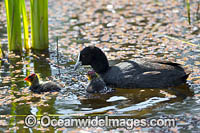Eurasian Coot chicks Photo - Gary Bell