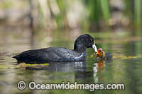 Eurasian Coot chick Photo - Gary Bell