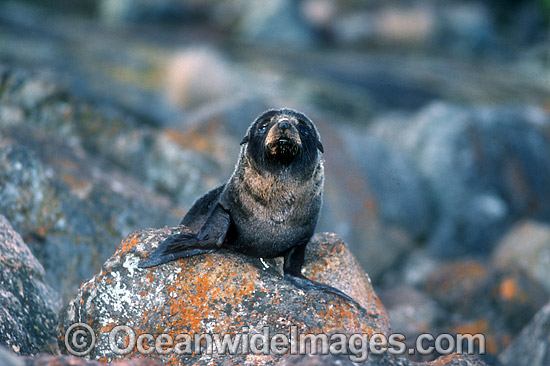 New Zealand Fur Seal pup photo