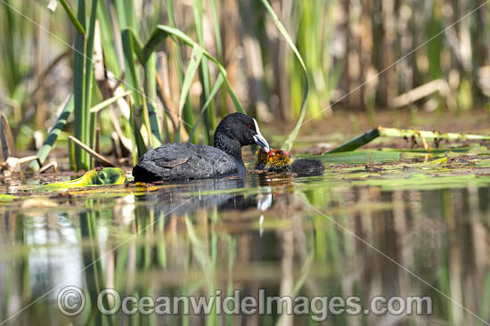 Eurasian Coot chicks photo Eurasian Coot chicks photo