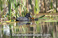 Eurasian Coot chicks Photo - Gary Bell