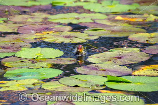 Eurasian Coot Fulica atra photo Eurasian Coot Fulica atra photo