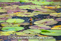 Eurasian Coot Fulica atra Photo - Gary Bell