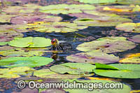 Eurasian Coot chick Photo - Gary Bell