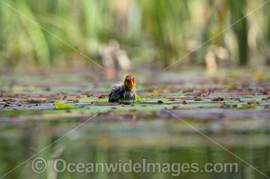 Eurasian Coot chick photo Eurasian Coot chick photo