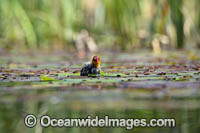 Eurasian Coot chick Photo - Gary Bell