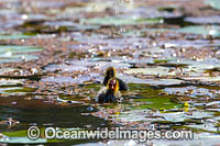 Eurasian Coot Fulica atra Photo - Gary Bell