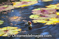 Eurasian Coot chick Photo - Gary Bell