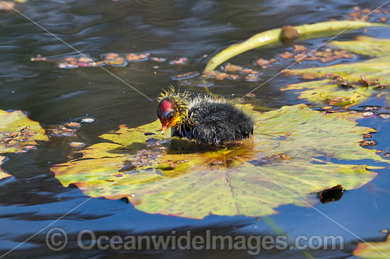 Eurasian Coot chick photo Eurasian Coot chick photo
