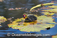 Eurasian Coot chick Photo - Gary Bell