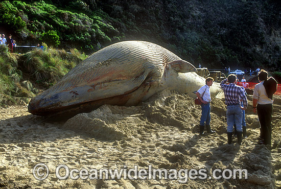 Beached Blue Whale photo Beached Blue Whale photo