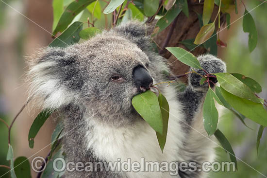Koala eating gum leaves photo