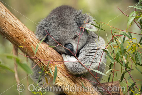 Koala in gum tree photo Koala in gum tree photo
