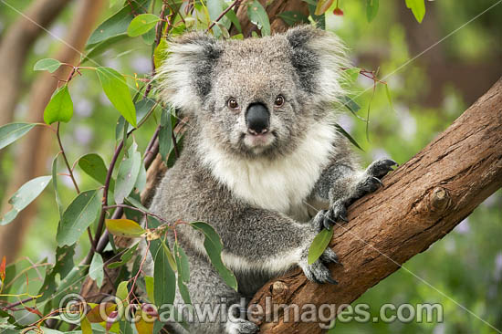 Koala in eucalypt tree photo Koala in eucalypt tree photo