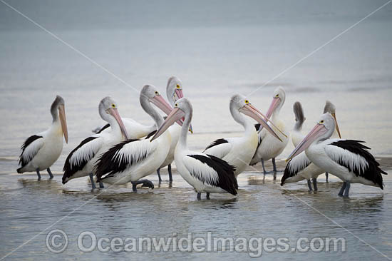 Australian Pelicans photo Australian Pelicans photo
