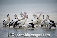 Australian Pelicans Photo - Gary Bell