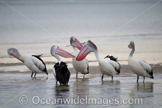 Australian Pelicans photo Australian Pelicans photo