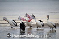 Australian Pelicans Photo - Gary Bell
