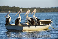 Australian Pelicans on boat Photo - Gary Bell