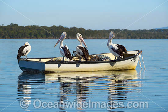 Australian Pelicans on boat photo Australian Pelicans on boat photo
