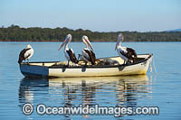 Australian Pelicans on boat Photo - Gary Bell