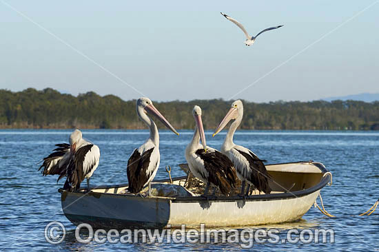 Australian Pelicans on boat photo Australian Pelicans on boat photo