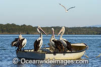 Australian Pelicans on boat Photo - Gary Bell