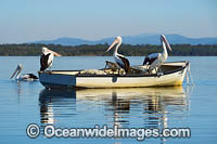 Australian Pelicans on boat Photo - Gary Bell