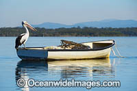 Australian Pelicans Photo - Gary Bell