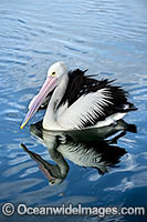 Australian Pelicans Photo - Gary Bell