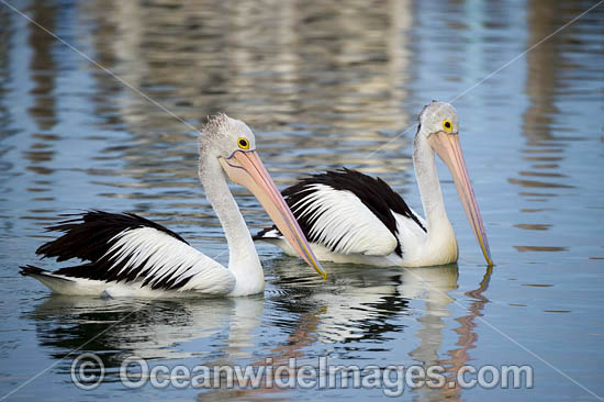 Australian Pelicans photo Australian Pelicans photo