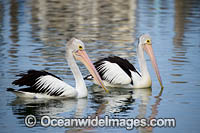 Australian Pelicans Photo - Gary Bell