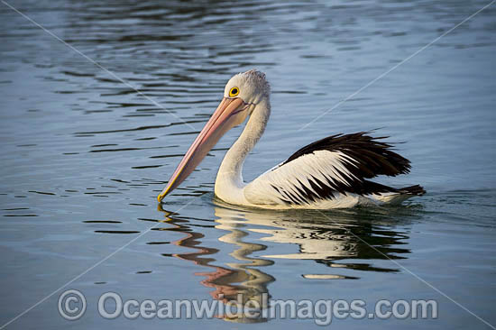 Australian Pelicans photo Australian Pelicans photo