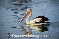 Australian Pelicans Photo - Gary Bell