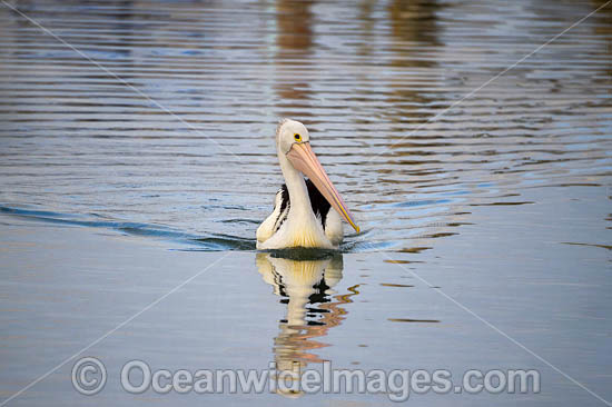 Australian Pelicans photo Australian Pelicans photo