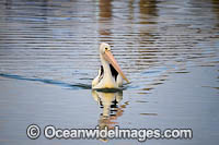 Australian Pelicans Photo - Gary Bell