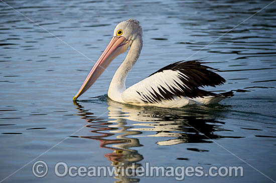 Australian Pelicans photo Australian Pelicans photo