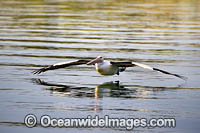 Australian Pelicans Photo - Gary Bell