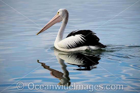 Australian Pelicans photo Australian Pelicans photo