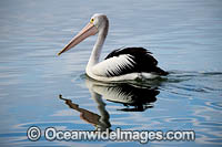 Australian Pelicans Photo - Gary Bell
