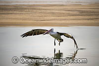 Australian Pelican flying Photo - Gary Bell