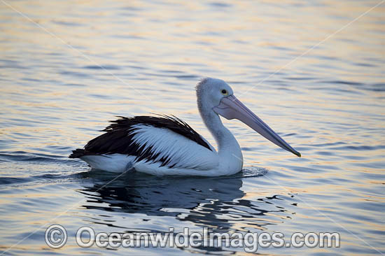 Australian Pelicans photo Australian Pelicans photo